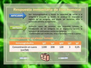 Inmunoglobulina IgG IgA IgM IgD IgE
Concentración en suero
(cm³/dl)
1200 200 120 3 0,05
Son inmunoglobulinas y tienen la capacidad de unirse a al
antígeno y bloquear su acción. Se produce en respuesta al
ingreso de un antígeno, que puede ser bacterias, virus o
sustancias extrañas al organismo. .
Sustancia capaz de provocar una respuesta inmune, la
introducción de un antígeno en el organismo, genera la
formación de anticuerpos contra ese antígeno.
Conformados por moléculas, virus o bacterias enteras o partes.
 