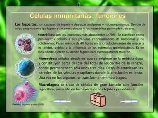 Fuente: Regueiro y otros (2009)
Los fagocitos, son capaces de ingerir y degradar antígenos y microorganismos. Dentro de
ellos encontramos los fagocitos mononucleares y los neutrófilos polimorfonucleares.
Neutrófilos: son los leucocitos más abundantes (>70%). Se clasifican como
granulocitos debido a sus gránulos citoplasmáticos de lisosomas y de
lactoferrina. Pasan menos de 48 horas en la circulación antes de migrar a
los tejidos, debido a la influencia de los estímulos quimiotácticos. Es en
ellos donde ejercen su acción fagocítica y eventualmente mueren.
Monocitos: células circulares que se originan en la médula ósea
y constituyen cerca del 5% del total de leucocitos de la sangre,
donde permanencen sólo unos tres días. Después atraviesan las
paredes de las vénulas y capilares donde la circulación es lenta.
Una vez en los órganos, se transforman en macrófagos,
Macrófagos: se trata de células de gran tamaño con función
fagocítica, presente en la mayoría de los tejidos y cavidades.
 