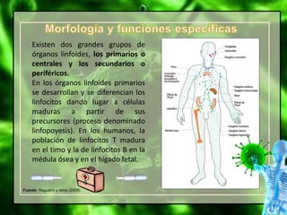 Fuente: Regueiro y otros (2009)
Existen dos grandes grupos de
órganos linfoides, los primarios o
centrales y los secundarios o
periféricos.
En los órganos linfoides primarios
se desarrollan y se diferencian los
linfocitos dando lugar a células
maduras a partir de sus
precursores (proceso denominado
linfopoyesis). En los humanos, la
población de linfocitos T madura
en el timo y la de linfocitos B en la
médula ósea y en el hígado fetal.
 