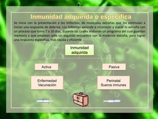 Se inicia con la presentación a los linfocitos, de moléculas extrañas que los estimulan a
iniciar una respuesta de defensa. Los linfocitos aprende a reconocer y atacar lo extraño con
un proceso que toma 7 a 10 días, durante las cuales elaboran un programa del cual guardan
memoria y que emplean ante un segundo encuentro con la molécula extraña, para lograr
una respuesta especifica, más rápida y eficiente.
Enfermedad
Vacunación
Perinatal
Sueros inmunes
PasivaActiva
Inmunidad
adquirida
 