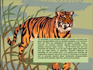 El camuflaje es un método usado por muchos animales para
pasar desapercibidos ante un posible predador, o al contrario,
para ser ellos los predadores de alguna posible presa...,
consiste en hacerse parecer objetos inanimados, como
piedras, troncos, hojas, ramas..., de tal forma que son casi
imposible de apreciar a no ser que hagan algún movimiento
que les haga llamar la atención. Cuando hablamos de
camuflaje se nos puede venir a la cabeza por ejemplo las
enigmáticas rapaces nocturnas como el mochuelo o el autillo,
con su plumaje pueden pasar totalmente desapercibidos
cuando están posados sobre las ramas de los árboles.