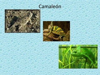 Camaleón