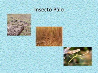 Insecto Palo