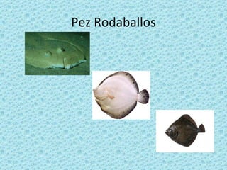 Pez Rodaballos