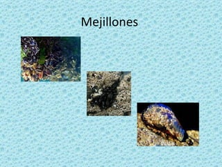 Mejillones