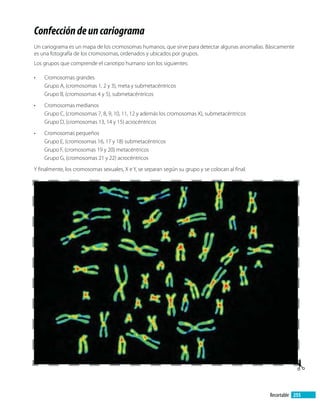 Confeccióndeuncariograma
Un cariograma es un mapa de los cromosomas humanos, que sirve para detectar algunas anomalías. Básicamente
es una fotografía de los cromosomas, ordenados y ubicados por grupos.
Los grupos que comprende el cariotipo humano son los siguientes:
Cromosomas grandes
Grupo A, (cromosomas 1, 2 y 3), meta y submetacéntricos
Grupo B, (cromosomas 4 y 5), submetacéntricos
Cromosomas medianos
Grupo C, (cromosomas 7, 8, 9, 10, 11, 12 y además los cromosomas X), submetacéntricos
Grupo D, (cromosomas 13, 14 y 15) acrocéntricos
Cromosomas pequeños
Grupo E, (cromosomas 16, 17 y 18) submetacéntricos
Grupo F, (cromosomas 19 y 20) metacéntricos
Grupo G, (cromosomas 21 y 22) acrocéntricos
Y finalmente, los cromosomas sexuales, X e Y, se separan según su grupo y se colocan al final.
255Recortable
 