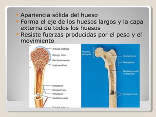 Apariencia sólida del hueso Forma el eje de los huesos largos y la capa externa de todos los huesos Resiste fuerzas producidas por el peso y el movimiento 