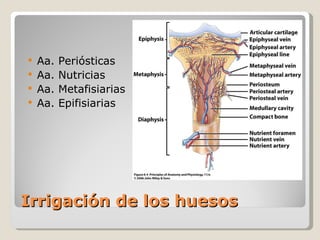 Irrigación de los huesos Aa. Periósticas Aa. Nutricias Aa. Metafisiarias Aa. Epifisiarias 