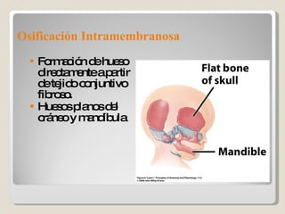 Osificación Intramembranosa Formación de hueso directamente a partir de tejido conjuntivo fibroso. Huesos planos del cráneo y mandíbula 