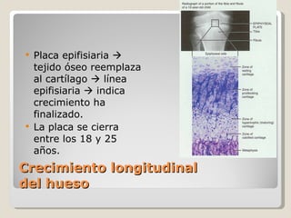 Crecimiento longitudinal  del hueso  Placa epifisiaria    tejido óseo reemplaza al cartílago    línea epifisiaria    indica crecimiento ha finalizado. La placa se cierra entre los 18 y 25 años. 