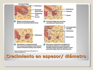 Crecimiento en espesor/ diámetro 
