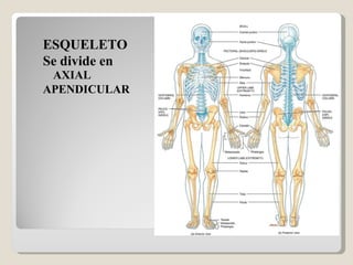 ESQUELETO Se divide en  AXIAL APENDICULAR 