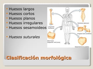 Clasificación morfológica Huesos largos  Huesos cortos Huesos planos Huesos irregulares Huesos sesamoideos Huesos suturales 