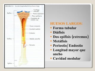 HUESOS LARGOS: Forma tubular Diáfisis  Dos epífisis (extremos) Metáfisis Periostio/ Endostio Longitud mayor que ancho Cavidad medular 
