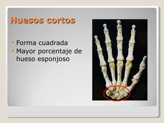 Huesos cortos Forma cuadrada Mayor porcentaje de hueso esponjoso  