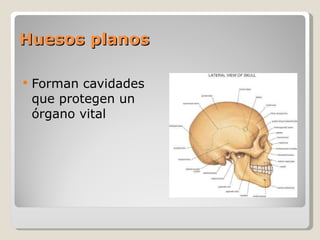 Huesos planos Forman cavidades que protegen un órgano vital 