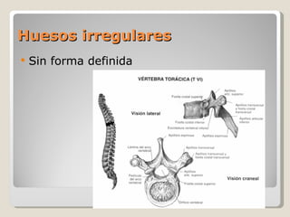 Huesos irregulares Sin forma definida 