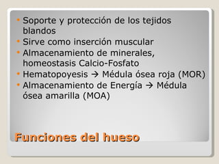 Funciones del hueso Soporte y protección de los tejidos blandos Sirve como inserción muscular  Almacenamiento de minerales, homeostasis Calcio-Fosfato Hematopoyesis    Médula ósea roja (MOR) Almacenamiento de Energía    Médula ósea amarilla (MOA) 