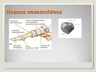 Huesos sesamoideos 
