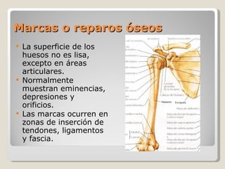 Marcas o reparos óseos La superficie de los huesos no es lisa, excepto en áreas articulares.  Normalmente muestran eminencias, depresiones y orificios. Las marcas ocurren en zonas de inserción de tendones, ligamentos y fascia. 