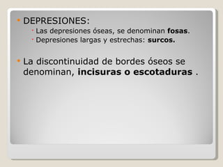 DEPRESIONES: Las depresiones óseas, se denominan  fosas . Depresiones largas y estrechas:  surcos. La discontinuidad de bordes óseos se denominan,  incisuras o escotaduras  . 