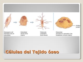 Células del Tejido óseo 