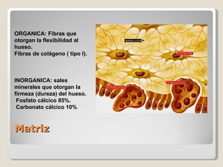 Matriz ORGANICA: Fibras que otorgan la flexibilidad al hueso. Fibras de colágeno ( tipo I). INORGANICA: sales minerales que otorgan la firmeza (dureza) del hueso. Fosfato cálcico 85%.  Carbonato cálcico 10% 