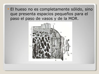 El hueso no es completamente sólido, sino que presenta espacios pequeños para el paso el paso de vasos y de la MOR. 