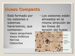 Hueso Compacto Está formado por los osteones o sistemas haversianos, que contienen: Vasos sanguíneos Vasos linfáticos Nervios Osteocitos Los osteones están alineados en la misma dirección de las líneas de tensión del hueso 