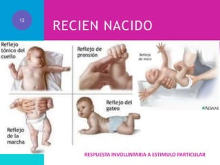 12

RECIEN NACIDO

RESPUESTA INVOLUNTARIA A ESTIMULO PARTICULAR

 