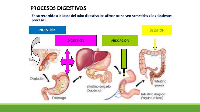 digestión y absorción