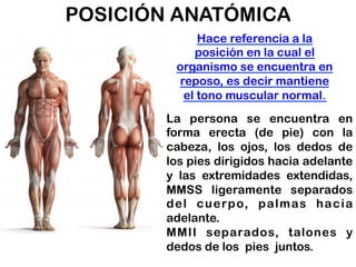 POSICIÓN ANATÓMICA
Hace referencia a la
posición en la cual el
organismo se encuentra en
reposo, es decir mantiene
el tono muscular normal.
La persona se encuentra en
forma erecta (de pie) con la
cabeza, los ojos, los dedos de
los pies dirigidos hacia adelante
y las extremidades extendidas,
MMSS ligeramente separados
del cuerpo, palmas hacia
adelante.
MMII separados, talones y
dedos de los pies juntos.
 