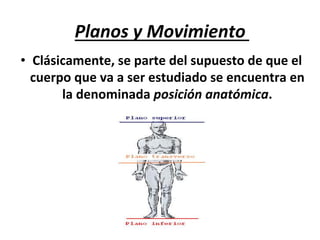 Planos	y	Movimiento	
•  Clásicamente,	se	parte	del	supuesto	de	que	el	
cuerpo	que	va	a	ser	estudiado	se	encuentra	en	
la	denominada	posición	anatómica.	
 
