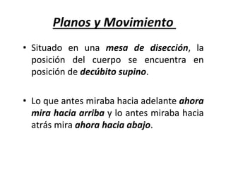 Planos	y	Movimiento	
•  Situado	 en	 una	 mesa	 de	 disección,	 la	
posición	 del	 cuerpo	 se	 encuentra	 en	
posición	de	decúbito	supino.		
•  Lo	que	antes	miraba	hacia	adelante	ahora	
mira	hacia	arriba	y	lo	antes	miraba	hacia	
atrás	mira	ahora	hacia	abajo.	
 