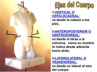 1-VERTICAL O
CEFALOCAUDAL:
va desde la cabeza a los
pies.
2-ANTEROPOSTERIOR O
VENTRODORSAL:
va desde el tórax a la
columna, como su nombre
lo indica desde adelante
hacia atrás.
3-LATEROLATERAL O
TRANSVERSAL:
va desde un lateral al otro
del cuerpo.
 