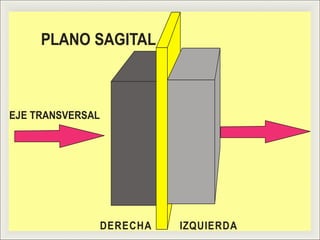 EJE TRANSVERSAL
DERECHA IZQUIERDA
PLANO SAGITAL
 