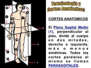 CORTES ANATOMICOS
El Plano Sagital Medio
(1), perpendicular al
piso, divide al cuerpo
e n d o s m i t a d e s ,
derecha e izquierda,
m á s o m e n o s
simétricas. Todos los
cortes paralelos al
m i s m o s e l l a m a n
PARASAGITALES.
 