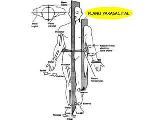 PLANO PARASAGITAL
 