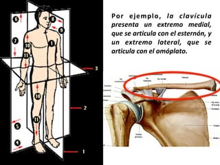 Por	 ejemplo,	 la	 clavícula	
presenta	 un	 extremo	 medial,	
que	se	articula	con	el	esternón,	y	
un	 extremo	 lateral,	 que	 se	
articula	con	el	omóplato.		
	
 