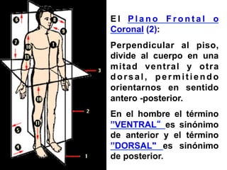 E l P l a n o F r o n t a l o
Coronal (2):
Perpendicular al piso,
divide al cuerpo en una
mitad ventral y otra
dorsal, permitiendo
orientarnos en sentido
antero -posterior.
En el hombre el término
”VENTRAL“ es sinónimo
de anterior y el término
”DORSAL" es sinónimo
de posterior.
 