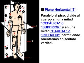 El Plano Horizontal (3):
Paralelo al piso, divide al
cuerpo en una mitad
”CEFÁLICA" o
”SUPERIOR” y en una
mitad ”CAUDAL" o
”INFERIOR", permitiendo
orientarnos en sentido
vertical.
 