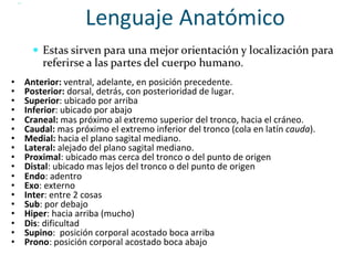 •  Anterior:	ventral,	adelante,	en	posición	precedente.		
•  Posterior:	dorsal,	detrás,	con	posterioridad	de	lugar.	
•  Superior:	ubicado	por	arriba	
•  Inferior:	ubicado	por	abajo	
•  Craneal:	mas	próximo	al	extremo	superior	del	tronco,	hacia	el	cráneo.	
•  Caudal:	mas	próximo	el	extremo	inferior	del	tronco	(cola	en	latín	cauda).	
•  Medial:	hacia	el	plano	sagital	mediano.	
•  Lateral:	alejado	del	plano	sagital	mediano.	
•  Proximal:	ubicado	mas	cerca	del	tronco	o	del	punto	de	origen	
•  Distal:	ubicado	mas	lejos	del	tronco	o	del	punto	de	origen	
•  Endo:	adentro	
•  Exo:	externo	
•  Inter:	entre	2	cosas	
•  Sub:	por	debajo	
•  Hiper:	hacia	arriba	(mucho)	
•  Dis:	dificultad	
•  Supino:		posición	corporal	acostado	boca	arriba	
•  Prono:	posición	corporal	acostado	boca	abajo	
	
 