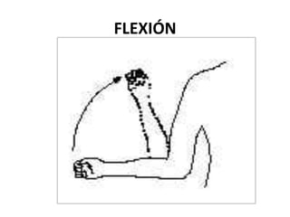 FLEXIÓN	
 