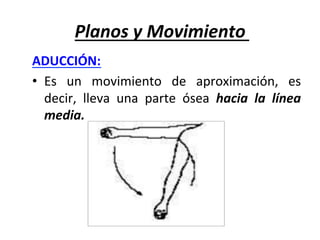 Planos	y	Movimiento	
ADUCCIÓN:		
•  Es	 un	 movimiento	 de	 aproximación,	 es	
decir,	 lleva	 una	 parte	 ósea	 hacia	 la	 línea	
media.	
 