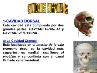 1-CAVIDAD DORSAL
Esta cavidad está compuesta por dos
grandes partes: CAVIDAD CRANEAL y
CAVIDAD VERTEBRAL.
a) La Cavidad Craneal
Está localizada en el interior de la caja
craneana ósea, es la cavidad más
superior, es medial, contiene al
encéfalo y se continúa con el canal
llamado canal vertebral .
 