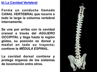 b) La Cavidad Vertebral
Forma un conducto llamado
CANAL VERTEBRAL que recorre a
todo lo largo la columna vertebral
internamente.
Se une por arriba con la cavidad
craneal a través del AGUJERO
OCCIPITAL y llega hasta la región
glútea, su posición es dorsal y
medial en todo su trayecto;
contiene la MÉDULA ESPINAL.
La cavidad dorsal contiene y
protege órganos de los sistemas
de locomoción entre otros.
 