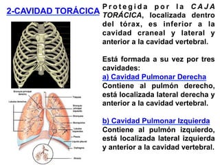 P r o t e g i d a p o r l a C A J A
TORÁCICA, localizada dentro
del tórax, es inferior a la
cavidad craneal y lateral y
anterior a la cavidad vertebral.
Está formada a su vez por tres
cavidades:
a) Cavidad Pulmonar Derecha
Contiene al pulmón derecho,
está localizada lateral derecha y
anterior a la cavidad vertebral.
b) Cavidad Pulmonar Izquierda
Contiene al pulmón izquierdo,
está localizada lateral izquierda
y anterior a la cavidad vertebral.
2-CAVIDAD TORÁCICA
 