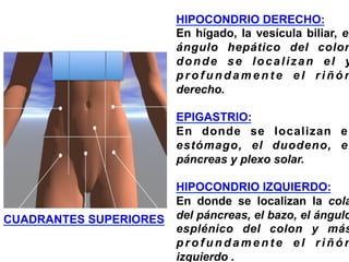 CUADRANTES SUPERIORES
HIPOCONDRIO DERECHO:
En hígado, la vesícula biliar, el
ángulo hepático del colon
donde se localizan el y
p r o f u n d a m e n t e e l r i ñ ó n
derecho.
EPIGASTRIO:
En donde se localizan el
estómago, el duodeno, el
páncreas y plexo solar.
HIPOCONDRIO IZQUIERDO:
En donde se localizan la cola
del páncreas, el bazo, el ángulo
esplénico del colon y más
p r o f u n d a m e n t e e l r i ñ ó n
izquierdo .
 