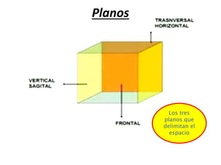 Los tres
planos que
delimitan el
espacio
Planos
 