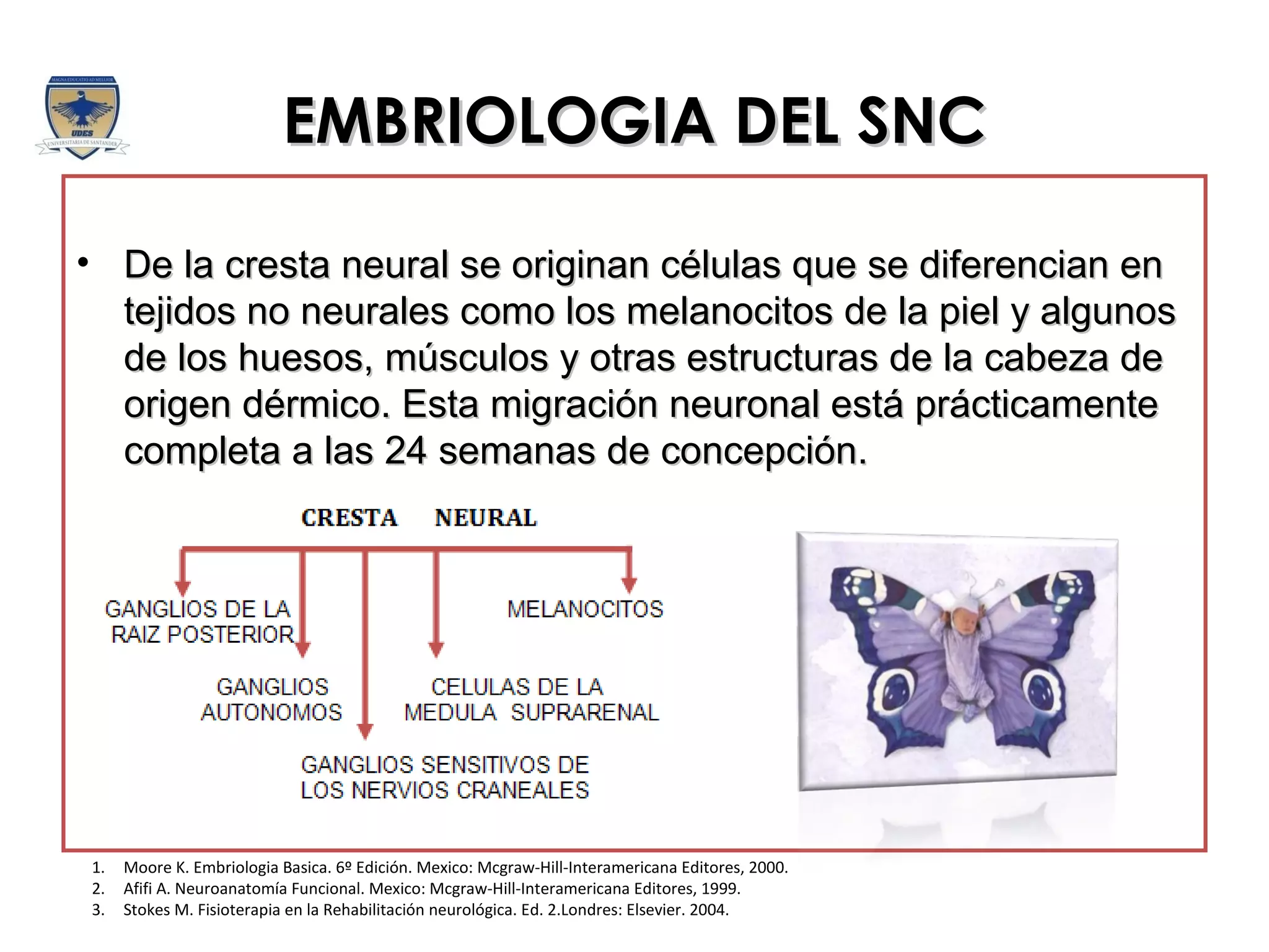 Clase 3 Embriologia del Sistema Nervioso | PPT